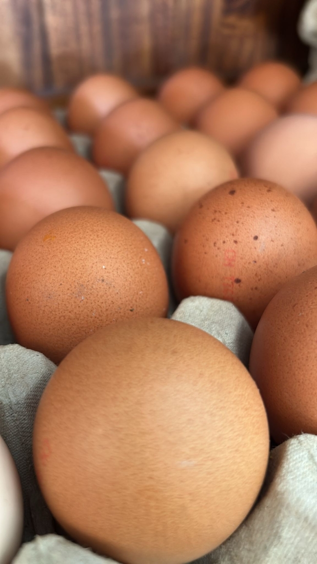 Uova di gallina da allevamento in libertà