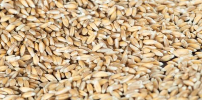 Farro in chicchi BIO_Biofarm