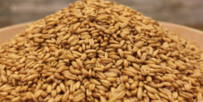 Avena in chicchi BIO_Biofarm 